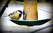 3rd Sep 2015 - Great tit