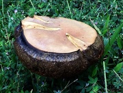 2nd Sep 2015 - Table top mushroom
