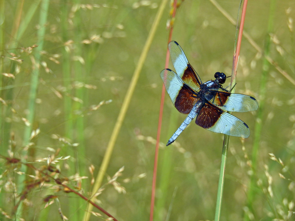 Blue Dasher Dragonfly by rminer