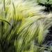 Dreamy grasses @ 7 by joysabin
