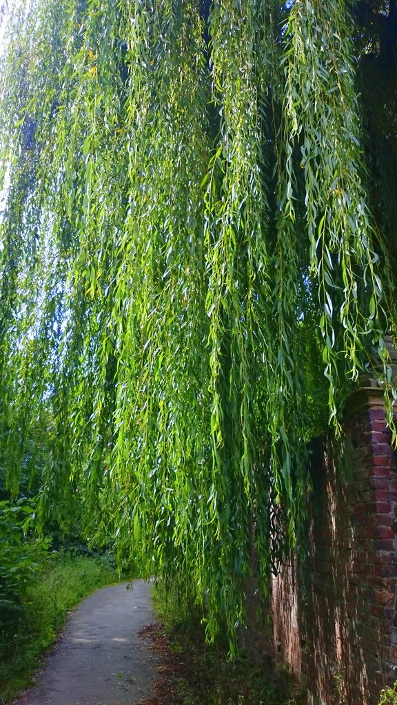 Willow tree by boxplayer