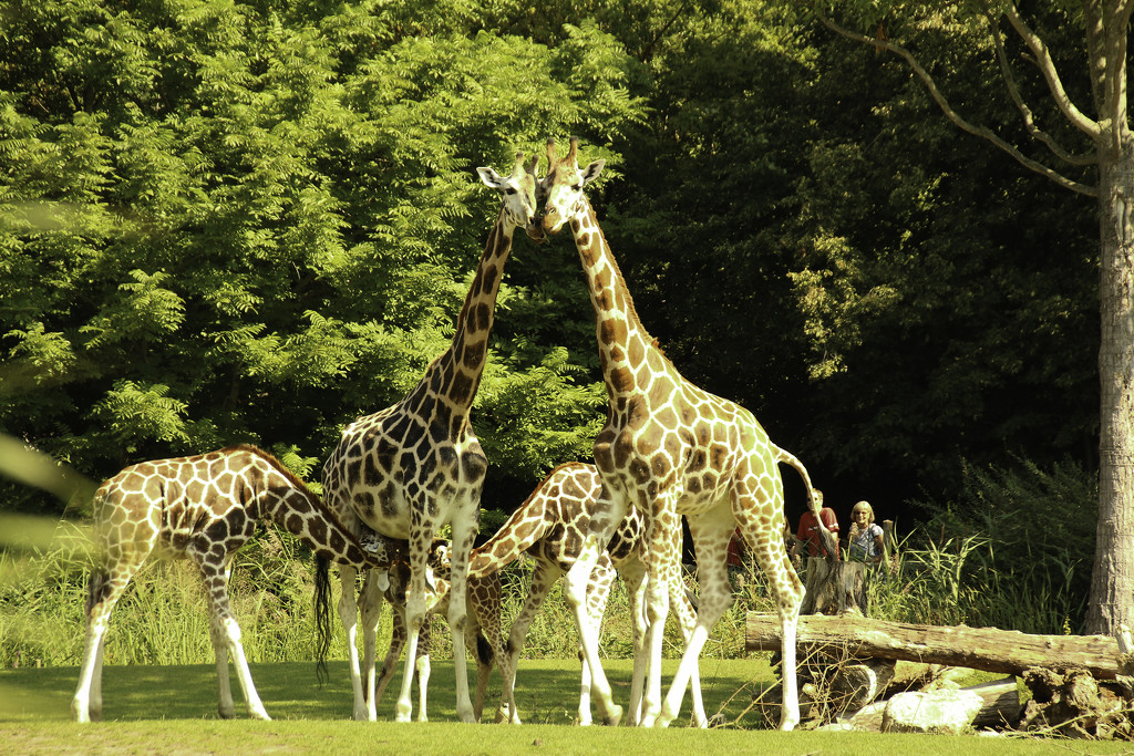 Giraffes looking into the park.... Leipzig by bizziebeeme