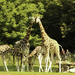 Giraffes looking into the park.... Leipzig by bizziebeeme