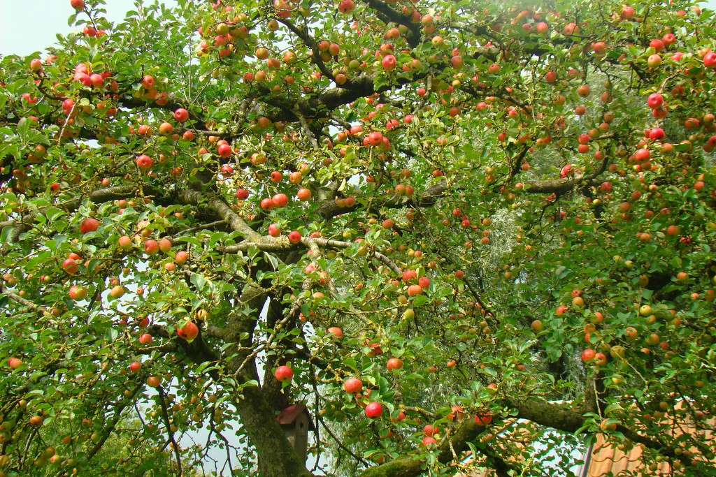 apple tree by gijsje