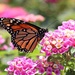 Our First Monarch Butterfly this Year by markandlinda
