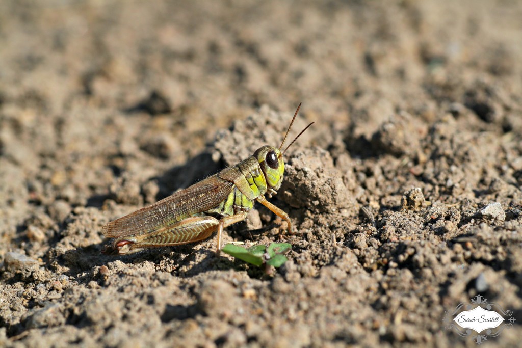 Grasshopper by sarahlh