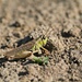 Grasshopper by sarahlh