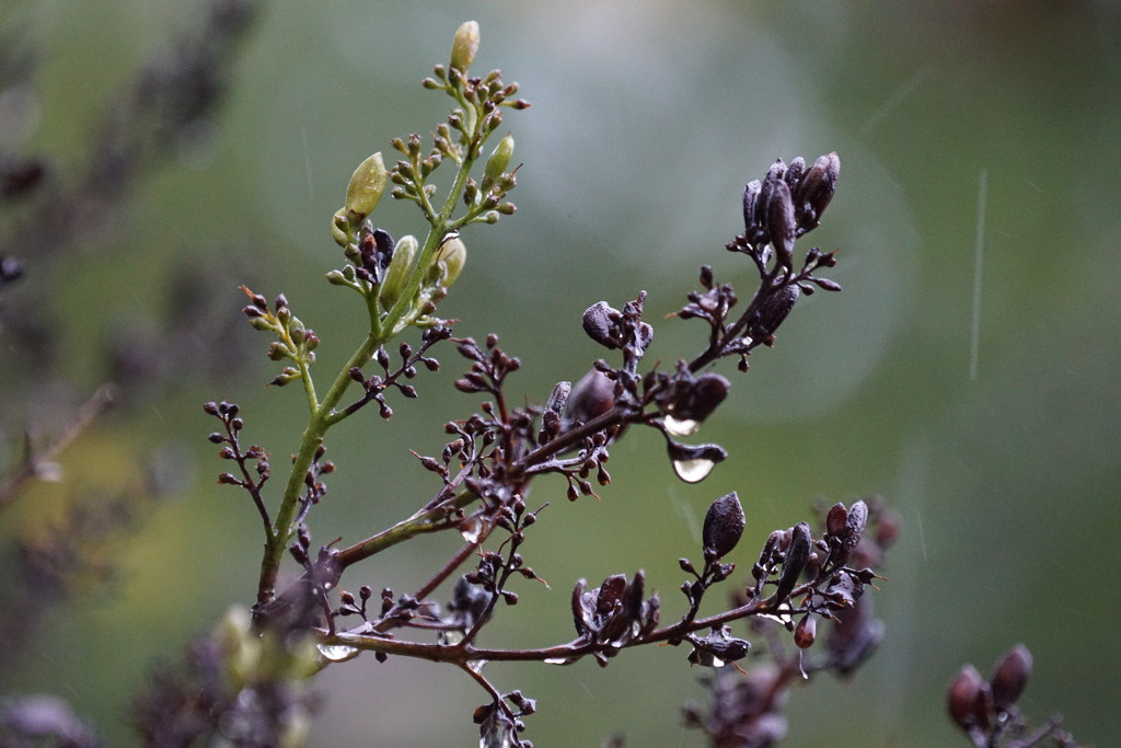 rain day by amyk