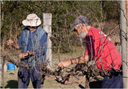 4th Sep 2015 - Helping with the pruning