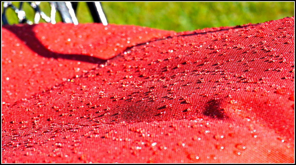 Morning Dew on a Cushion by allie912