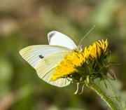 2nd Sep 2015 - cabbage butterfly