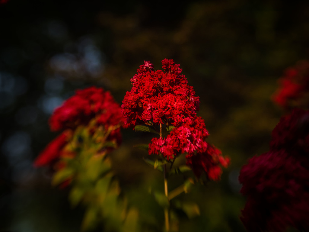 Red by rosiekerr