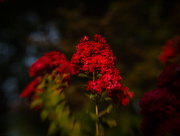 3rd Sep 2015 - Red