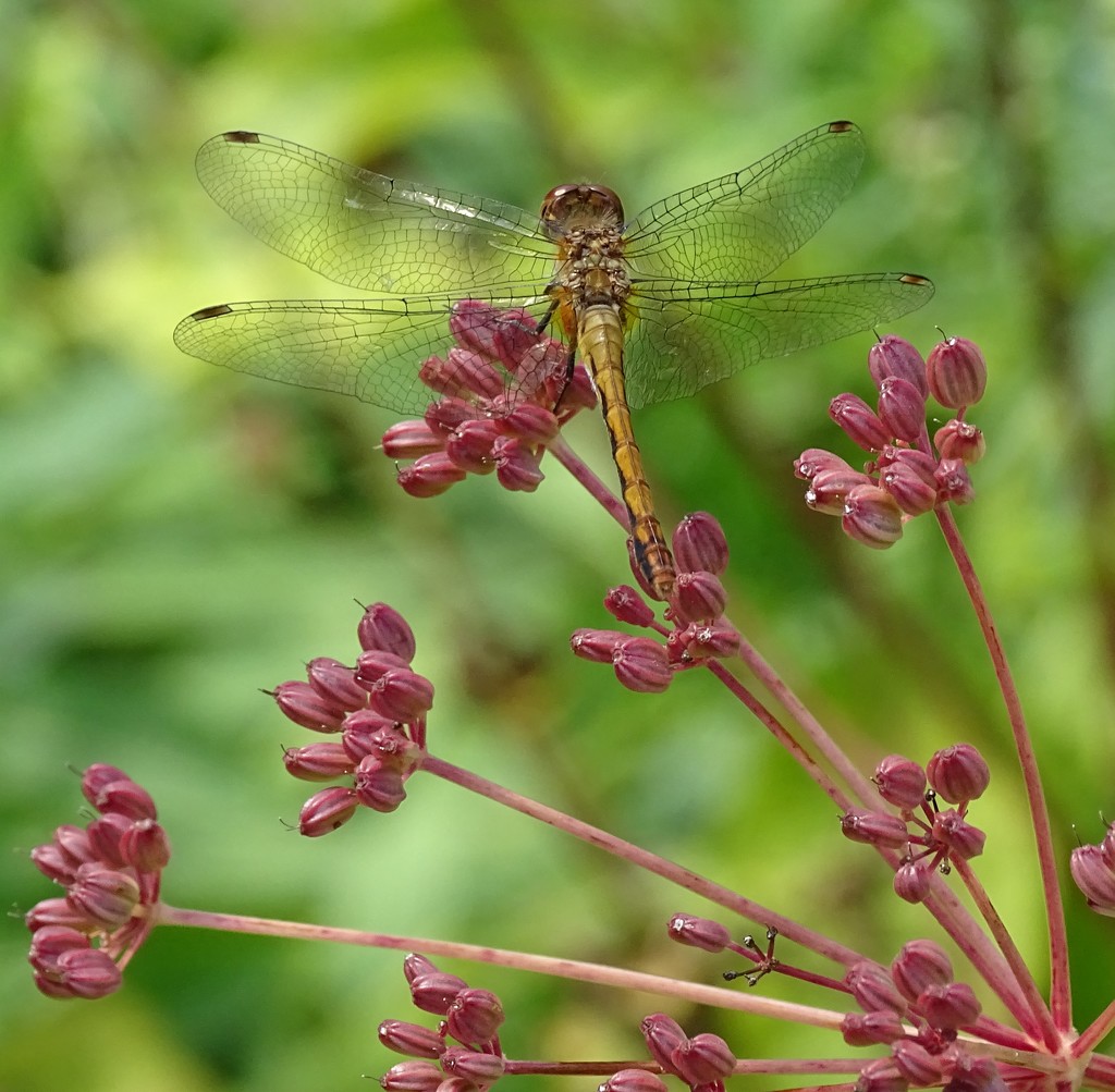 Female Meadowhawk Dragonfly by annepann