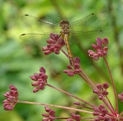2nd Sep 2015 - Female Meadowhawk Dragonfly