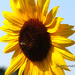 sunflower by carrieoakey