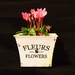 Cyclamen...A Gift for a Friend... by happysnaps