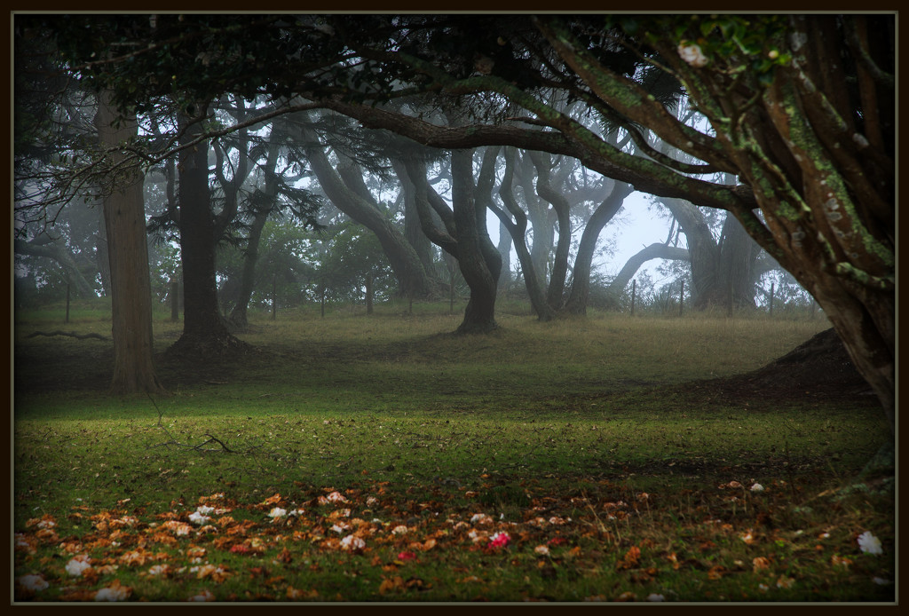 Brook's Homestead trees by dide