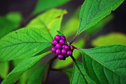 2nd Sep 2015 - Beautyberry