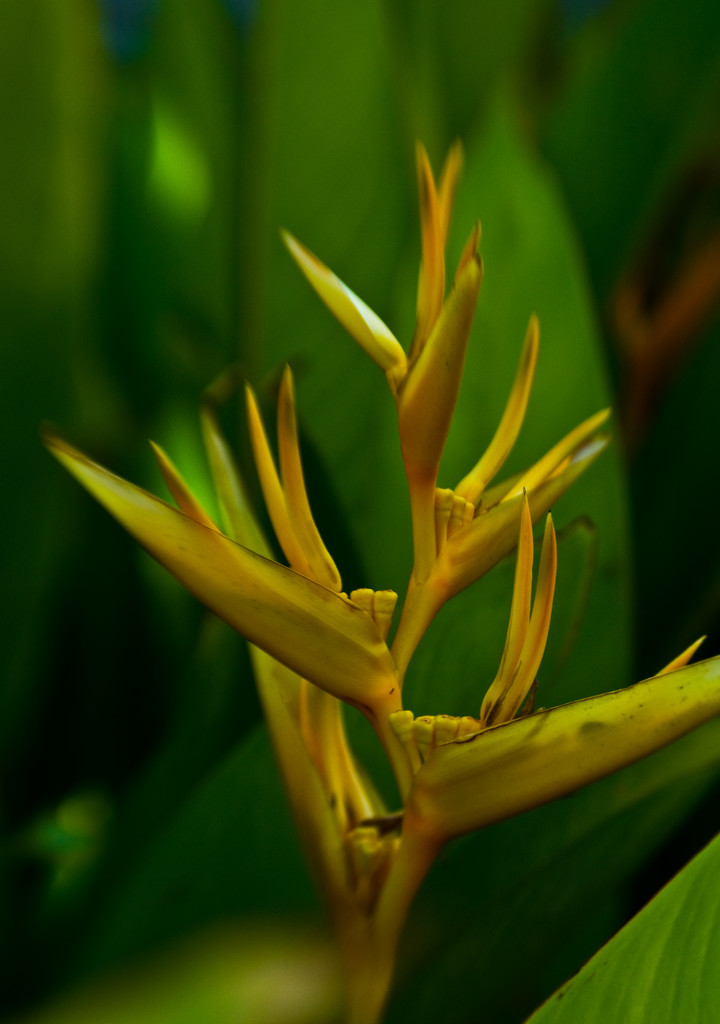 Golden Torch Heliconia by annied