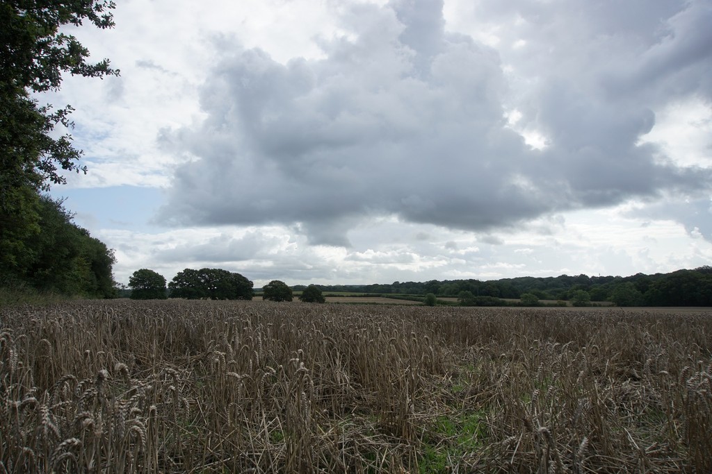 wheatfield  by quietpurplehaze