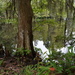 Still waters, Magnolia Gardens, Charleston, SC by congaree