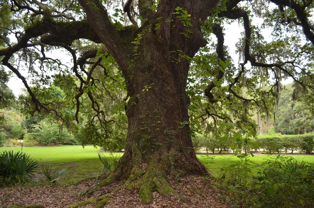 Grand live oak, Magnolia Gardens, Charleston, SC by congaree