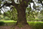 4th Sep 2015 - Grand live oak, Magnolia Gardens, Charleston, SC