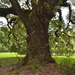 Grand live oak, Magnolia Gardens, Charleston, SC by congaree
