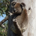 barely on a limb by koalagardens
