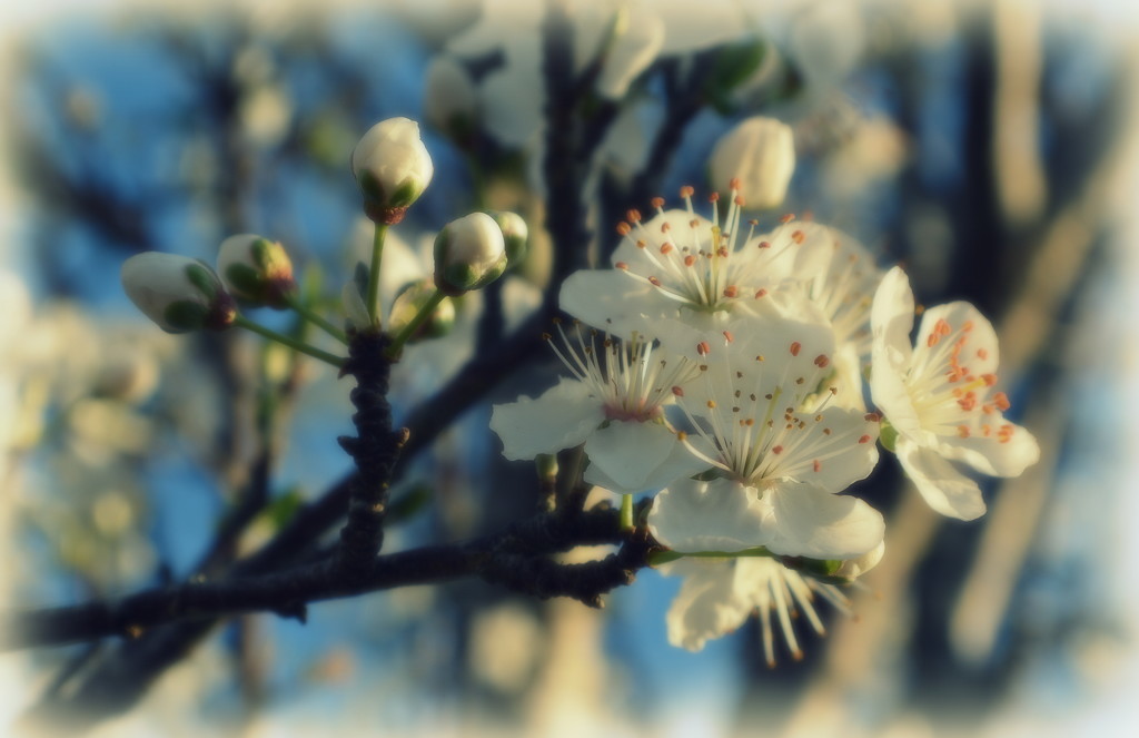 Blossom by nickspicsnz