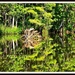 Swamp reflections by soboy5