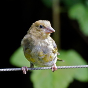 2nd Sep 2015 - YOUNG GREENFINCH