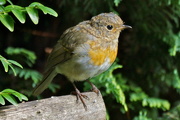 2nd Sep 2015 - YOUNG ROBIN
