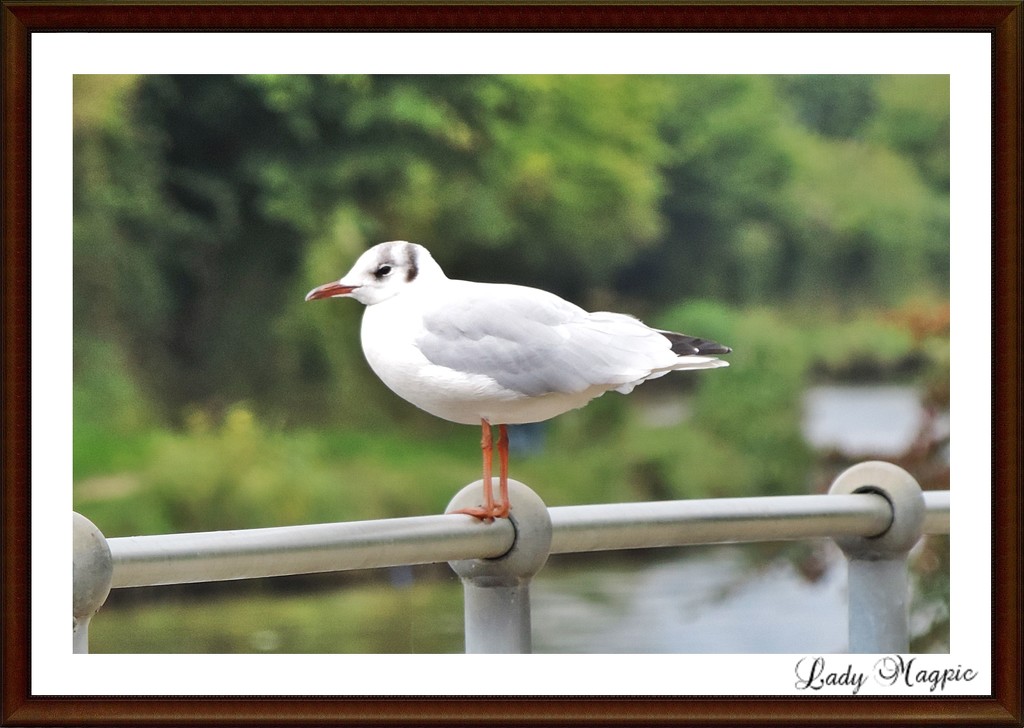 It's just a Gull. by ladymagpie