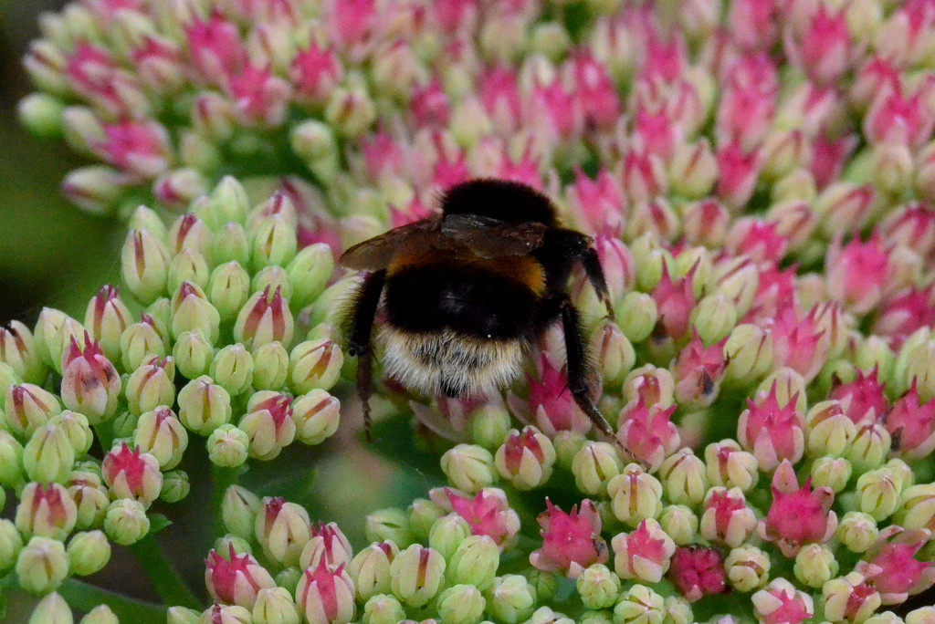 Bee by arkensiel