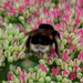 Bee by arkensiel