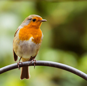 4th Sep 2015 - 4th September 2015     - The robin is back