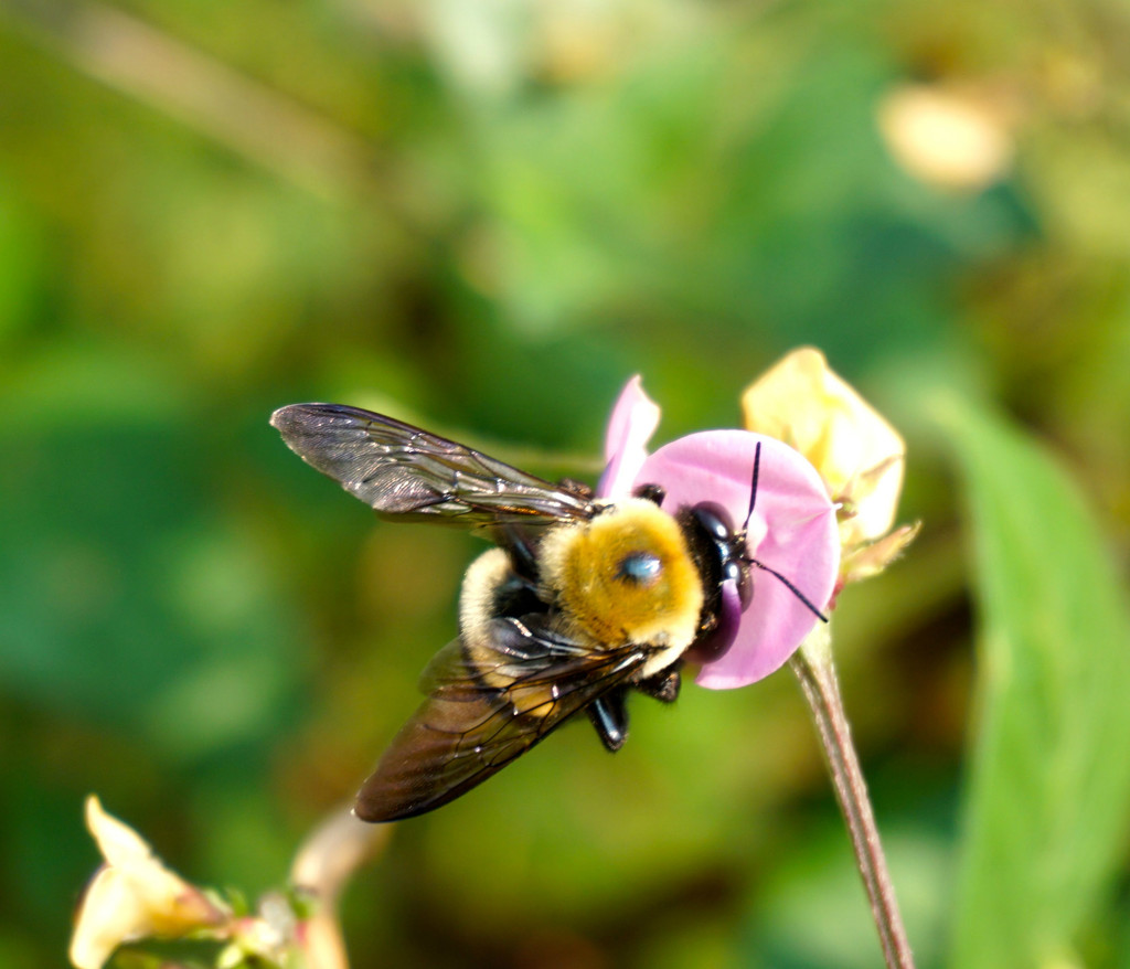Big Bee, Little Flower by allie912