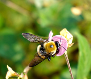 5th Sep 2015 - Big Bee, Little Flower