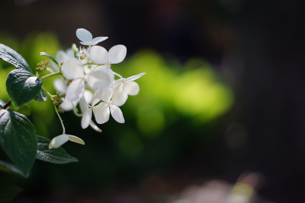 nf-sooc-2015  No 3 Hydrangea by tosee