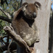 telltale by koalagardens