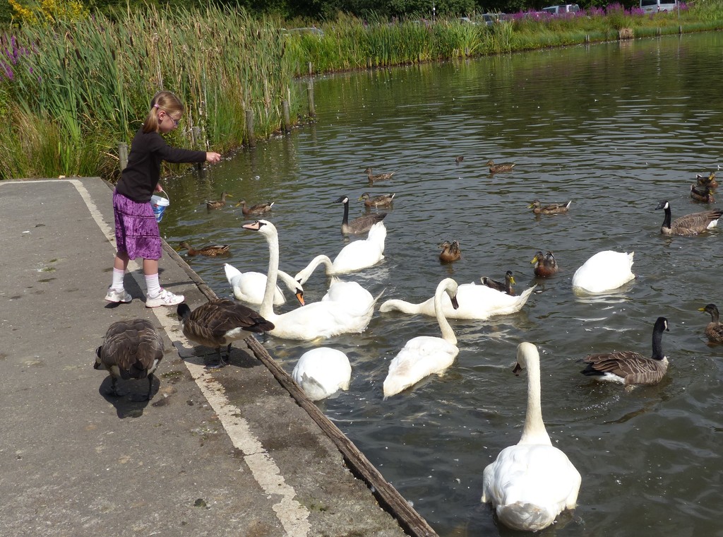 Charlotte Feeding the Swans and Geese by susiemc