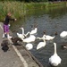 Charlotte Feeding the Swans and Geese by susiemc