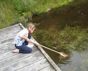 19th Aug 2015 -  Pond Dipping