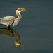 Heron with Fish Remake by jgpittenger