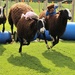 Sheep race by callymazoo