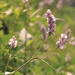 Purple wildflower II by loweygrace