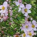 Japanese Anemones by tunia