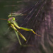 Preying Mantis by lyndemc